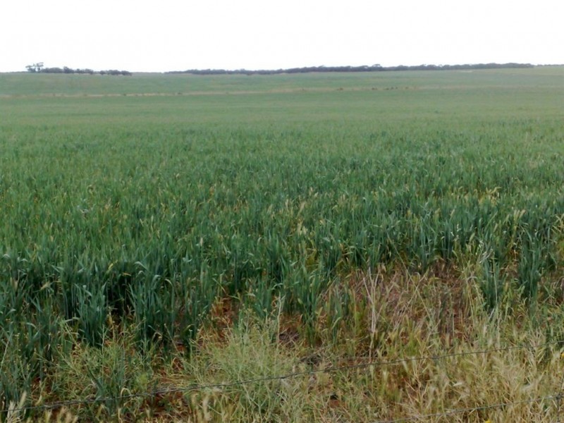 Lot 52 Schubert Road, Cambrai SA 5353