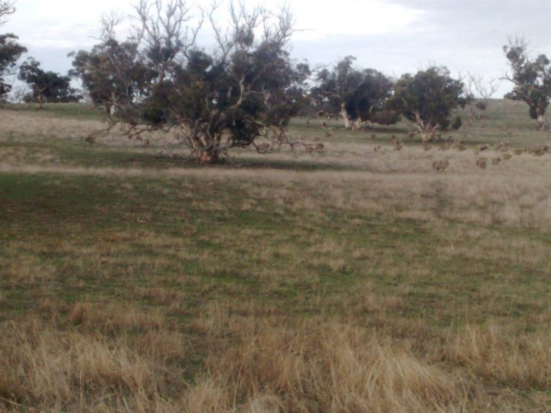 Lot 32 Pebbly Range Road, Tungkillo SA 5236