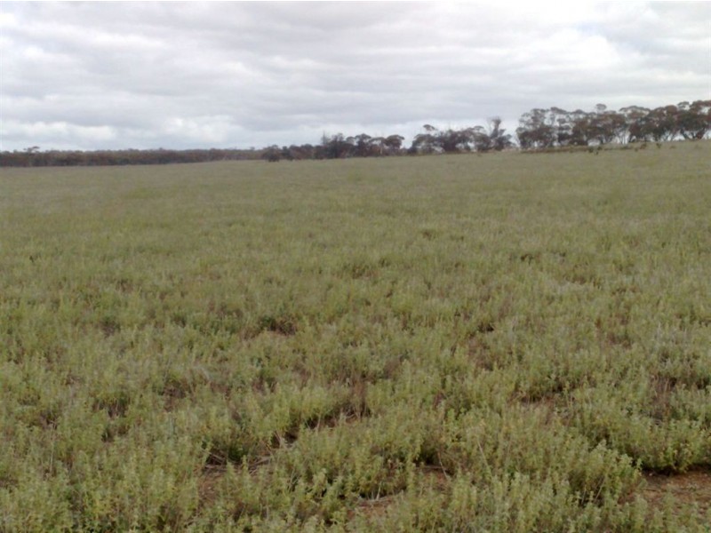 Sect 202 Rochow Road, Black Hill SA 5353