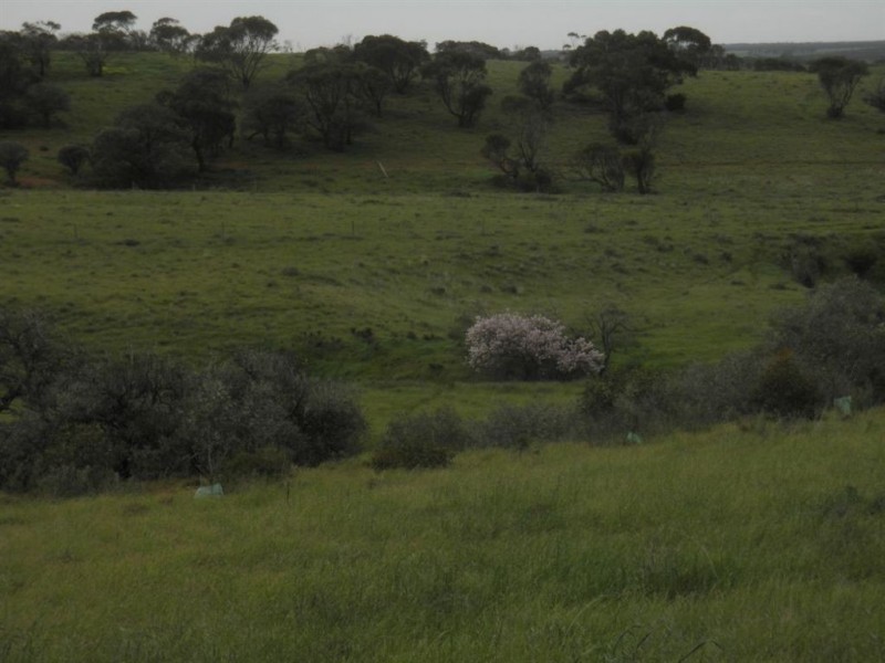 Sec 480 Three Chain Road, Cambrai SA 5353