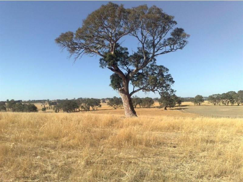 Lot 190 L. Vigars Road, Springton SA 5235