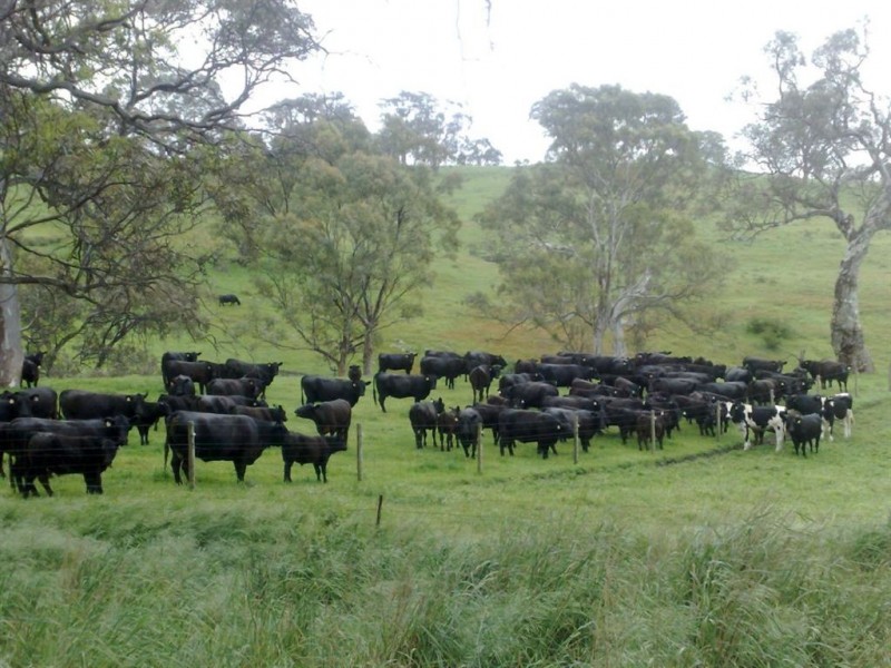 Lot 22 Warmington Run Road, Mount Torrens SA 5244