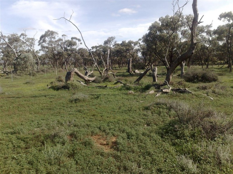 Allot 1 Batten Road, Sedan SA 5353