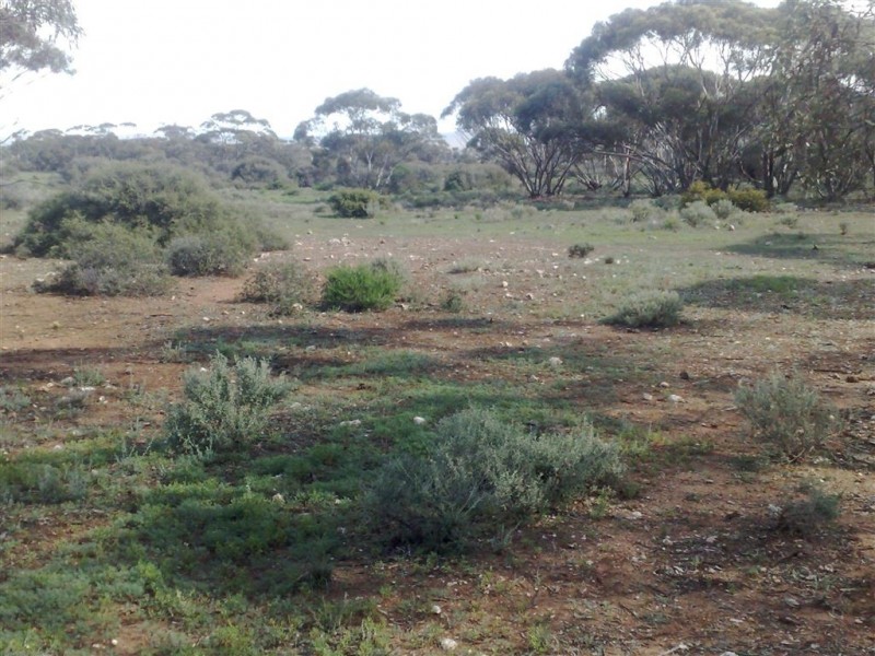 Allot 1 Batten Road, Sedan SA 5353