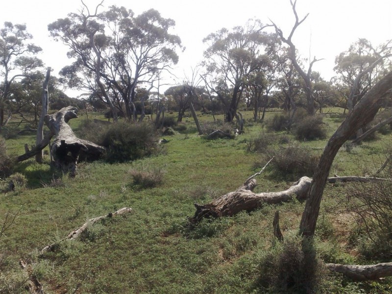 Allot 1 Batten Road, Sedan SA 5353