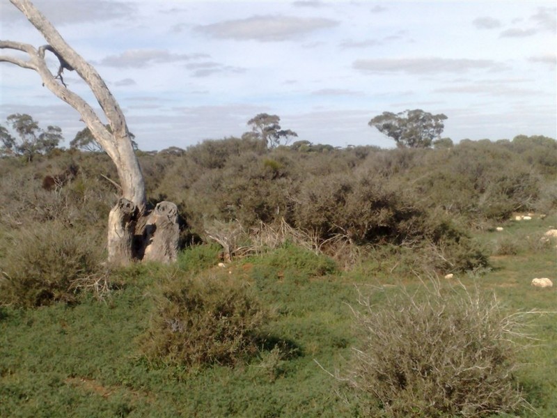 Allot 1 Batten Road, Sedan SA 5353