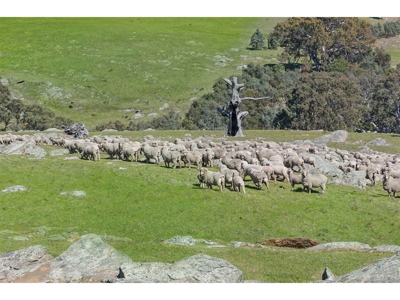 No 6 Brinkworth Road, Tungkillo SA 5236