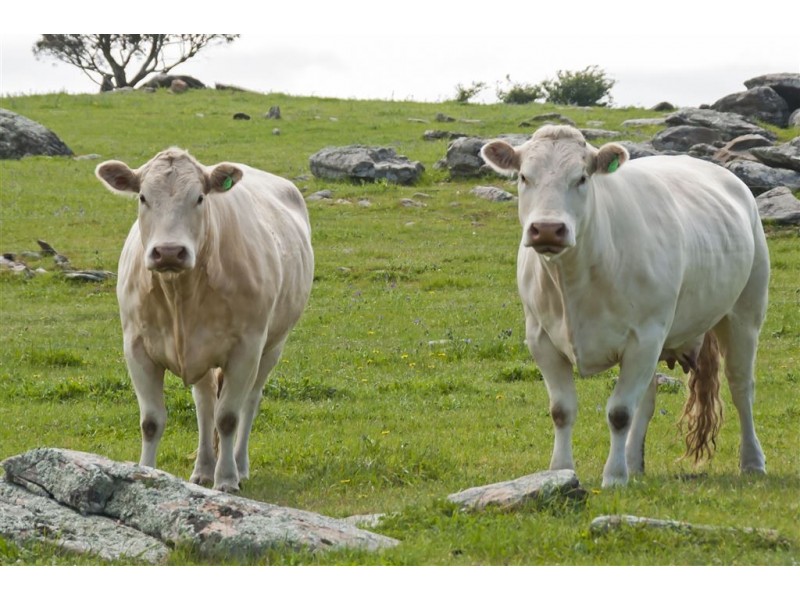 Mount Pleasant SA 5235