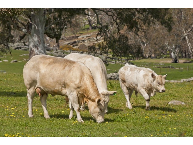 Mount Pleasant SA 5235