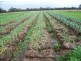 - Corner Lovell & Dunolly Road, Emu VIC 3475