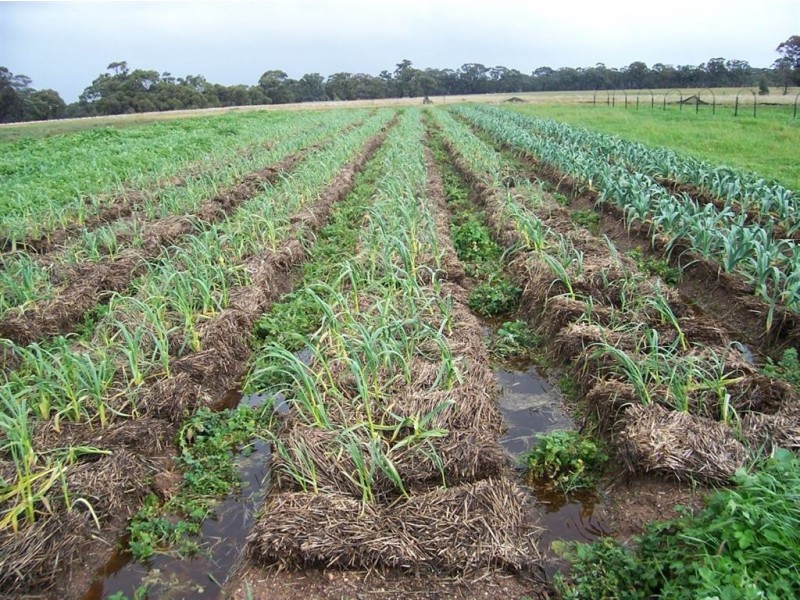 - Corner Lovell & Dunolly Road, Emu VIC 3475