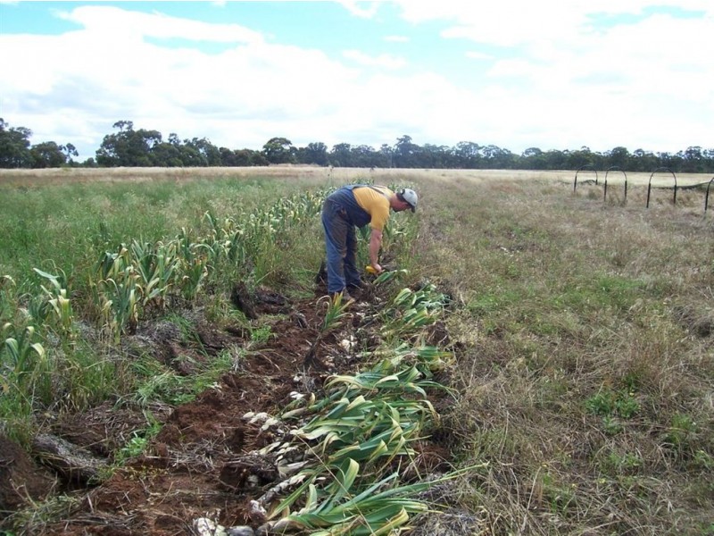 - Corner Lovell & Dunolly Road, Emu VIC 3475