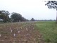 - Corner Lovell & Dunolly Road, Emu VIC 3475