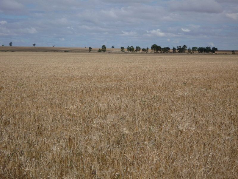 Lot 42-44 Muddy Waterholes Road, Banyena VIC 3388