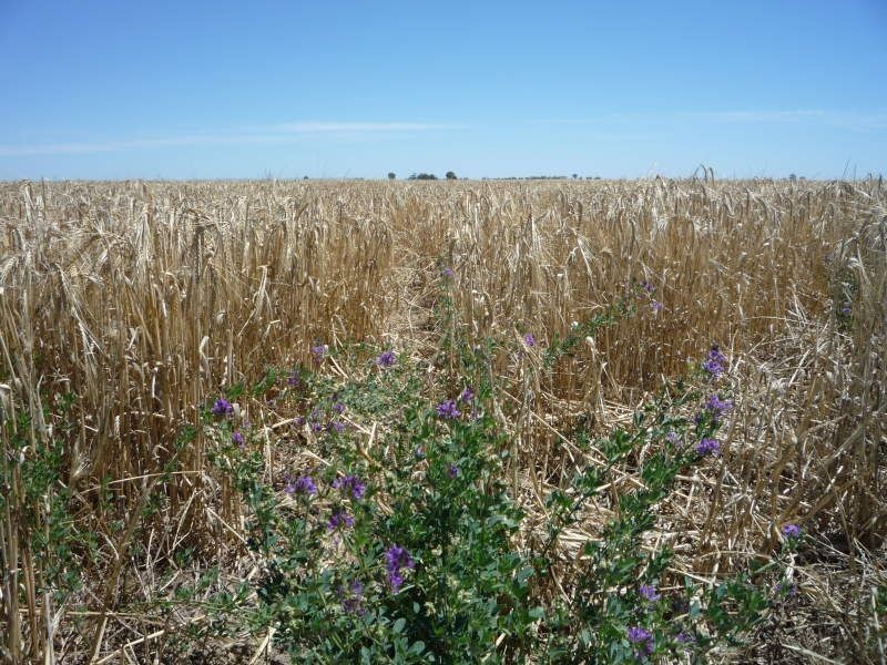 Lot 42-44 Muddy Waterholes Road, Banyena VIC 3388