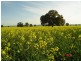 . Pine Avenue, Narrandera NSW 2700