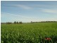 . Pine Avenue, Narrandera NSW 2700