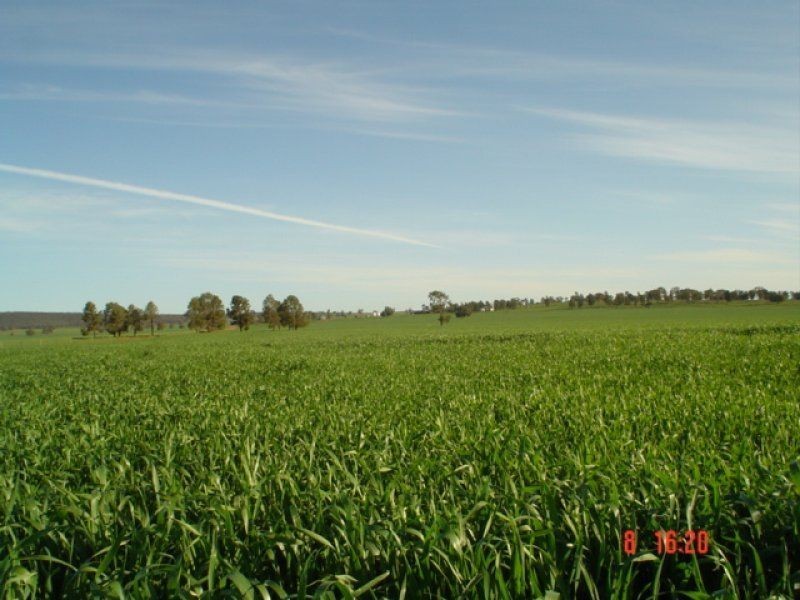 . Pine Avenue, Narrandera NSW 2700