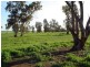. Pine Avenue, Narrandera NSW 2700
