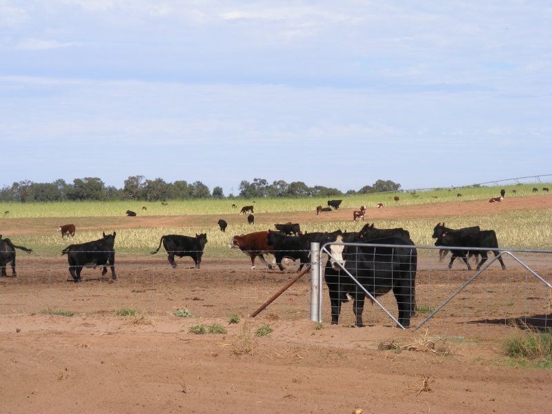 . Yamba, Narrandera NSW 2700