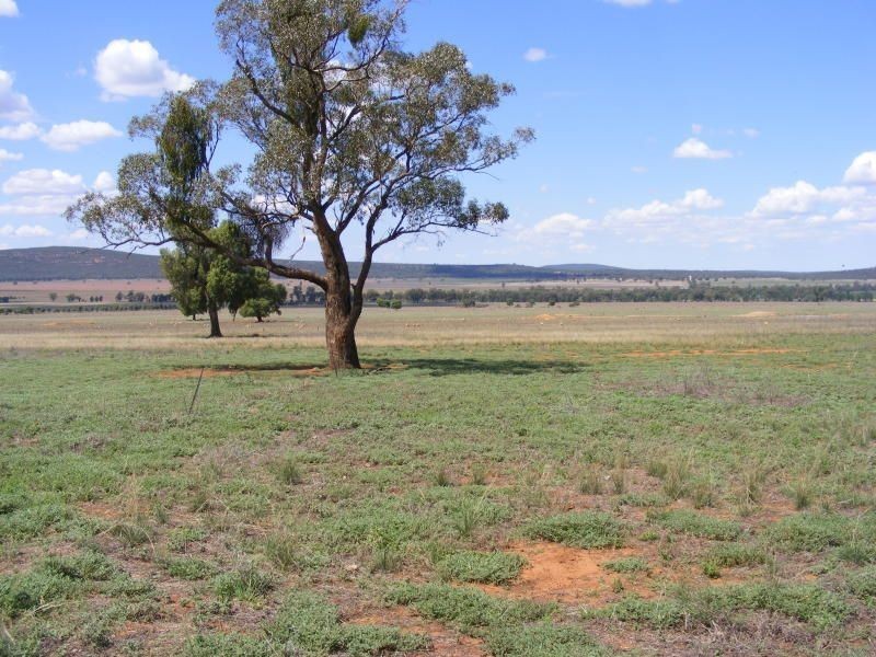 . Roselea, Narrandera NSW 2700