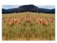 .. Mountain Bay, Narrandera NSW 2700