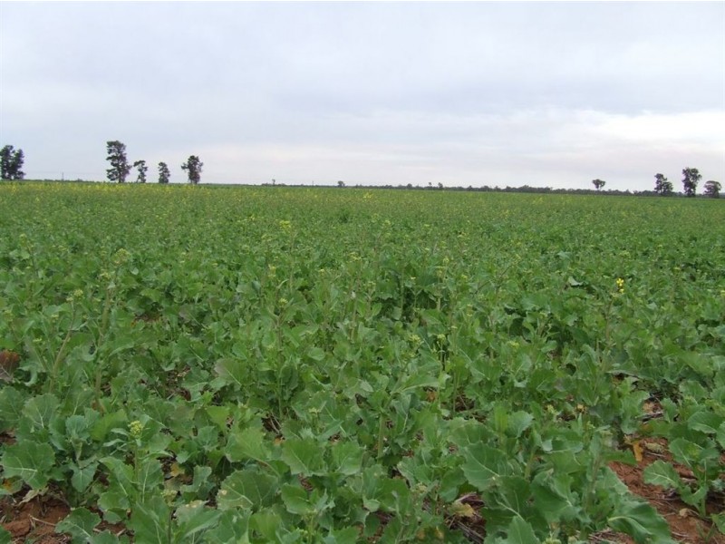 0 “Oakleigh”, Grong Grong NSW 2652