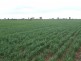 0 “Oakleigh”, Grong Grong NSW 2652