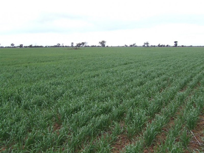 0 “Oakleigh”, Grong Grong NSW 2652