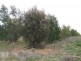 0 “Oakleigh”, Grong Grong NSW 2652