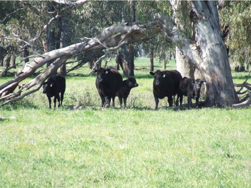 . “Carraman”, Narrandera NSW 2700