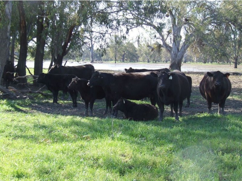 . “Carraman”, Narrandera NSW 2700