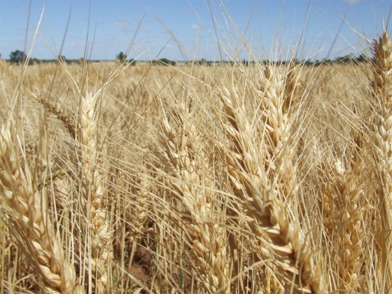 . “Bobblegigbie”, Grong Grong NSW 2652