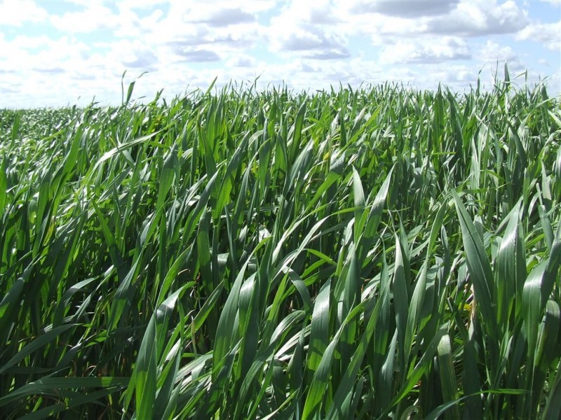 “Chelsea” Back Morundah Road, Narrandera NSW 2700