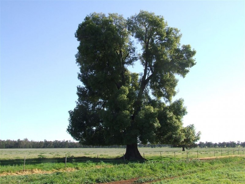 “AFTON” 323 Donaldson’s Road, Narrandera NSW 2700