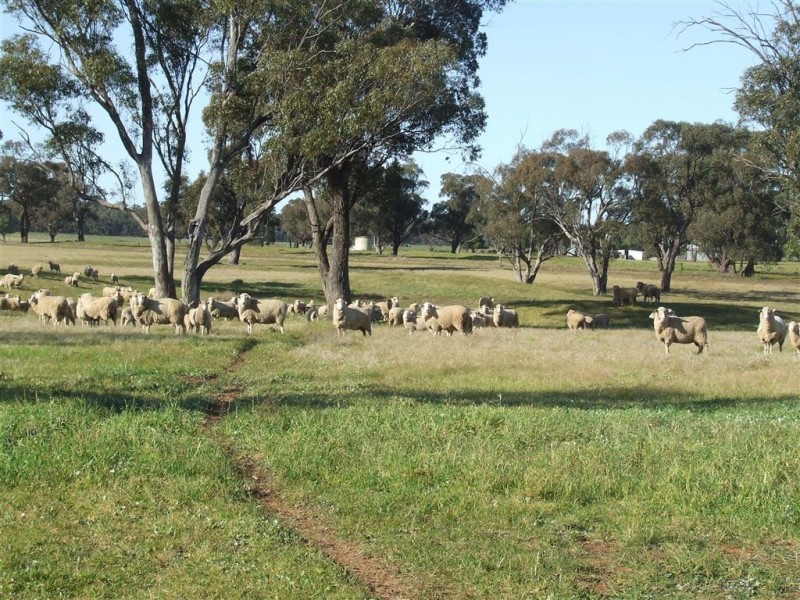 “AFTON” 323 Donaldson’s Road, Narrandera NSW 2700