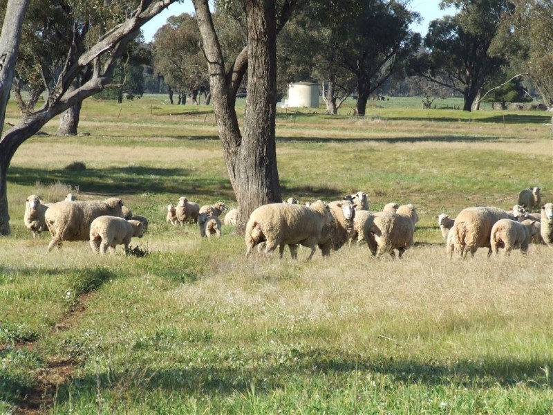 “AFTON” 323 Donaldson’s Road, Narrandera NSW 2700