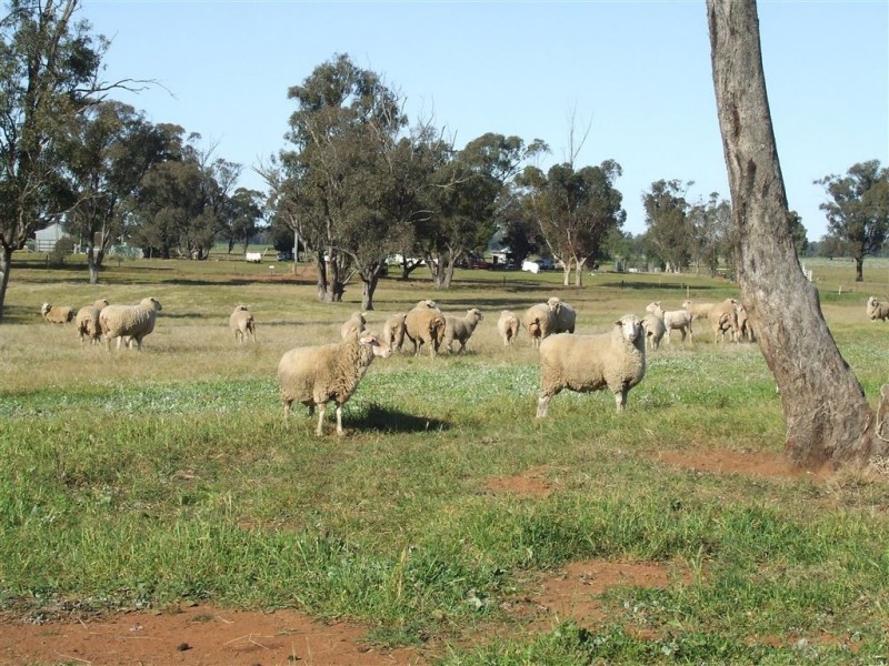 “AFTON” 323 Donaldson’s Road, Narrandera NSW 2700