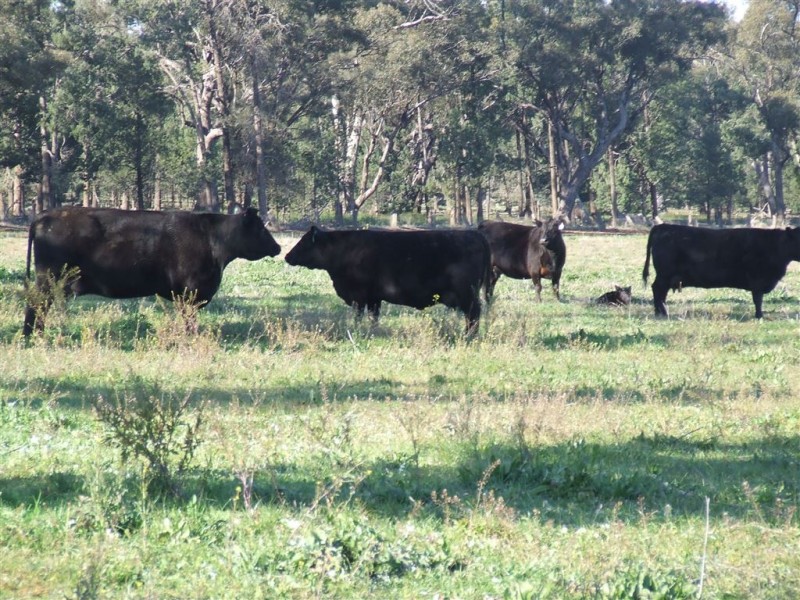 “AFTON” 323 Donaldson’s Road, Narrandera NSW 2700