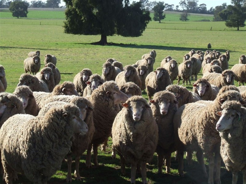 77 Boundary Road, Boree Creek NSW 2652