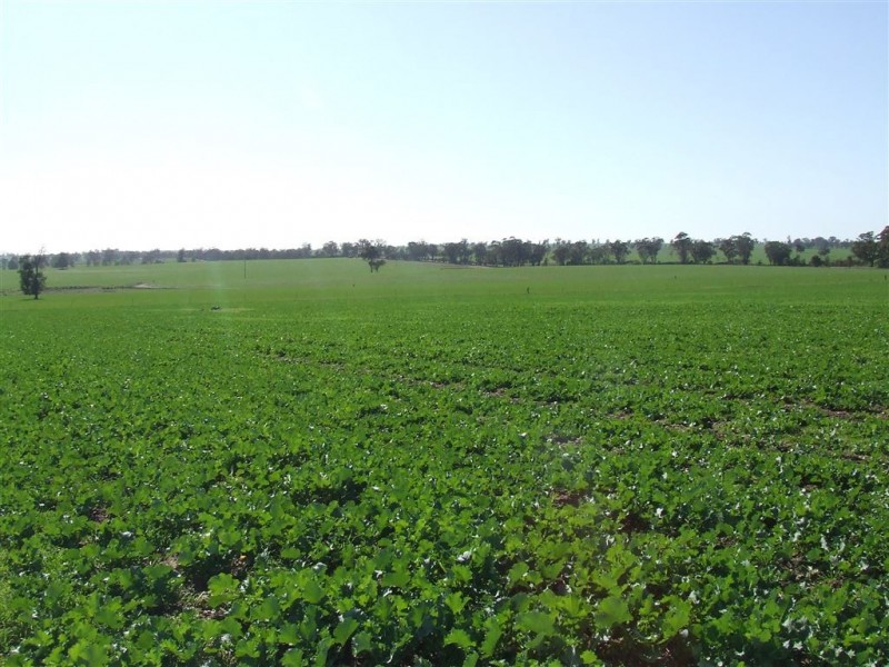 77 Boundary Road, Boree Creek NSW 2652