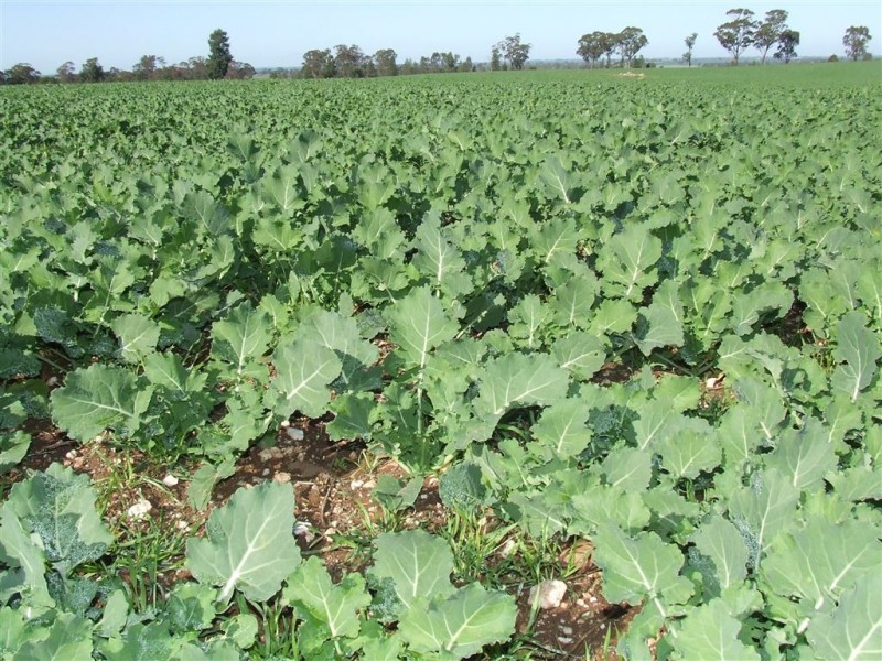 77 Boundary Road, Boree Creek NSW 2652