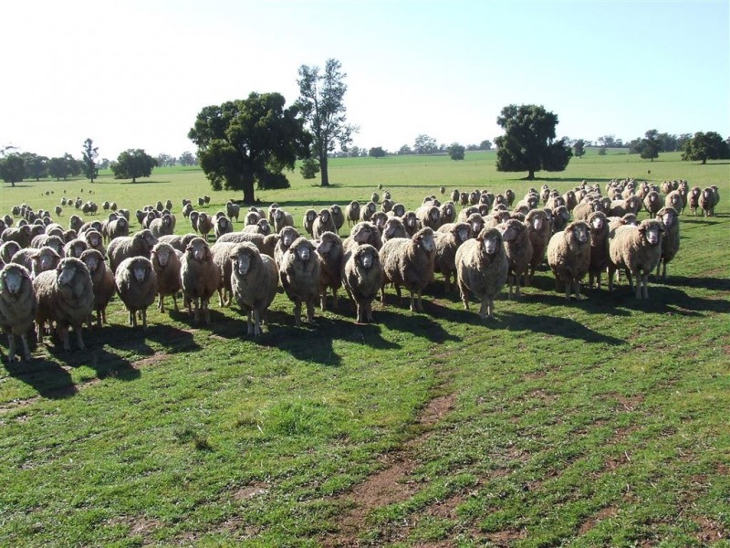 77 Boundary Road, Boree Creek NSW 2652