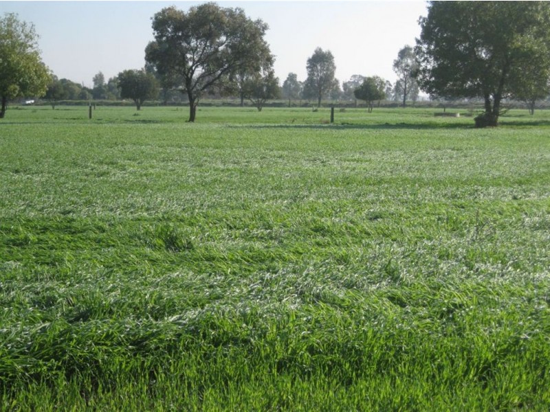 169 Mead Post Office Rd, Cohuna VIC 3568