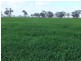 0 x, Kerang VIC 3579