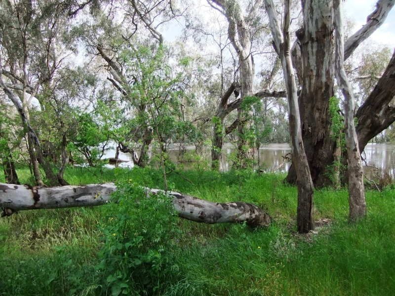 . ., Kerang VIC 3579