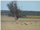 * Nungarin North Rd, Nungarin WA 6490