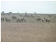 * Nungarin North Rd, Nungarin WA 6490