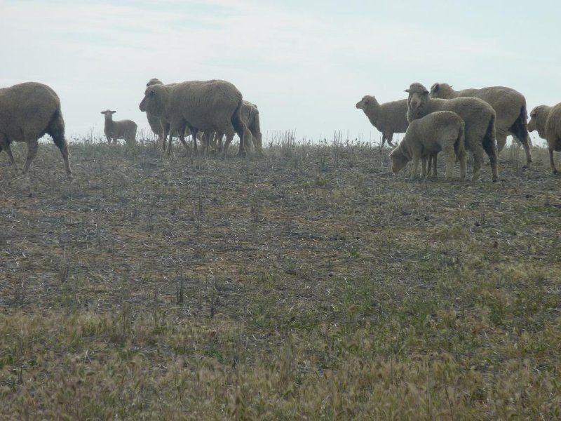 * Nungarin North Rd, Nungarin WA 6490