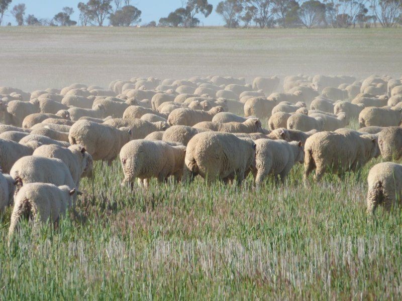 * Echo Valley Rd, Warralakin WA 6421